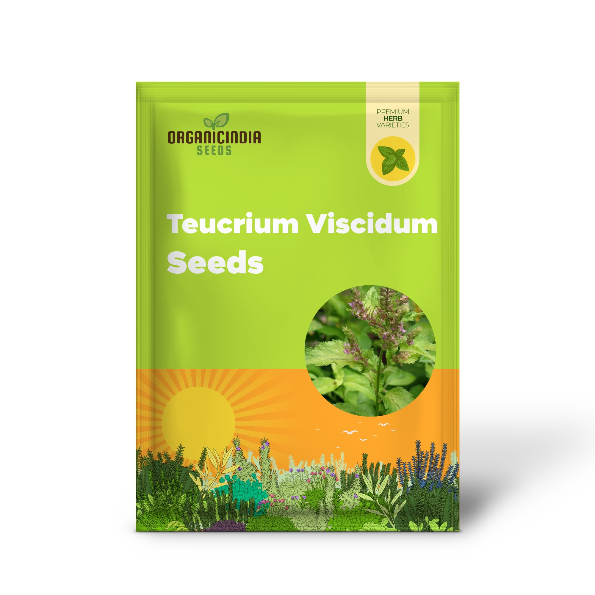 TEUCRIUM VISCIDUM 'LEMON AND LIME' Seeds for Vibrant Greenery and Fresh Garden Delights