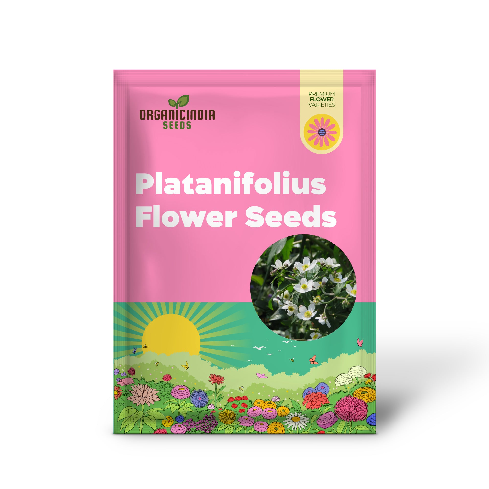 Ranunculus Platanifolius Flower Seeds For Planting, Adding Stunning Large Blooms to Your Garden