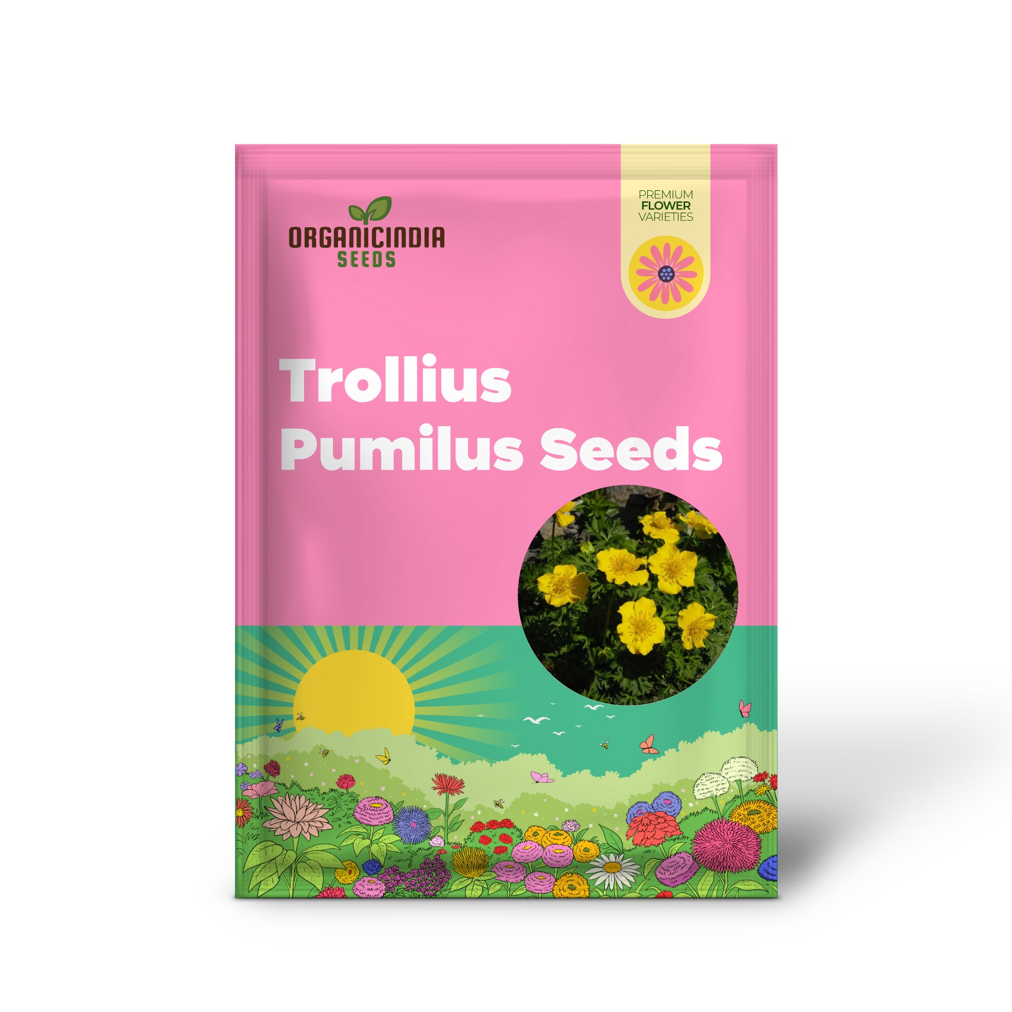 Graines de Trollius Pumilus pour le jardinage – Parfaites pour ajouter des fleurs éclatantes à votre oasis de jardin