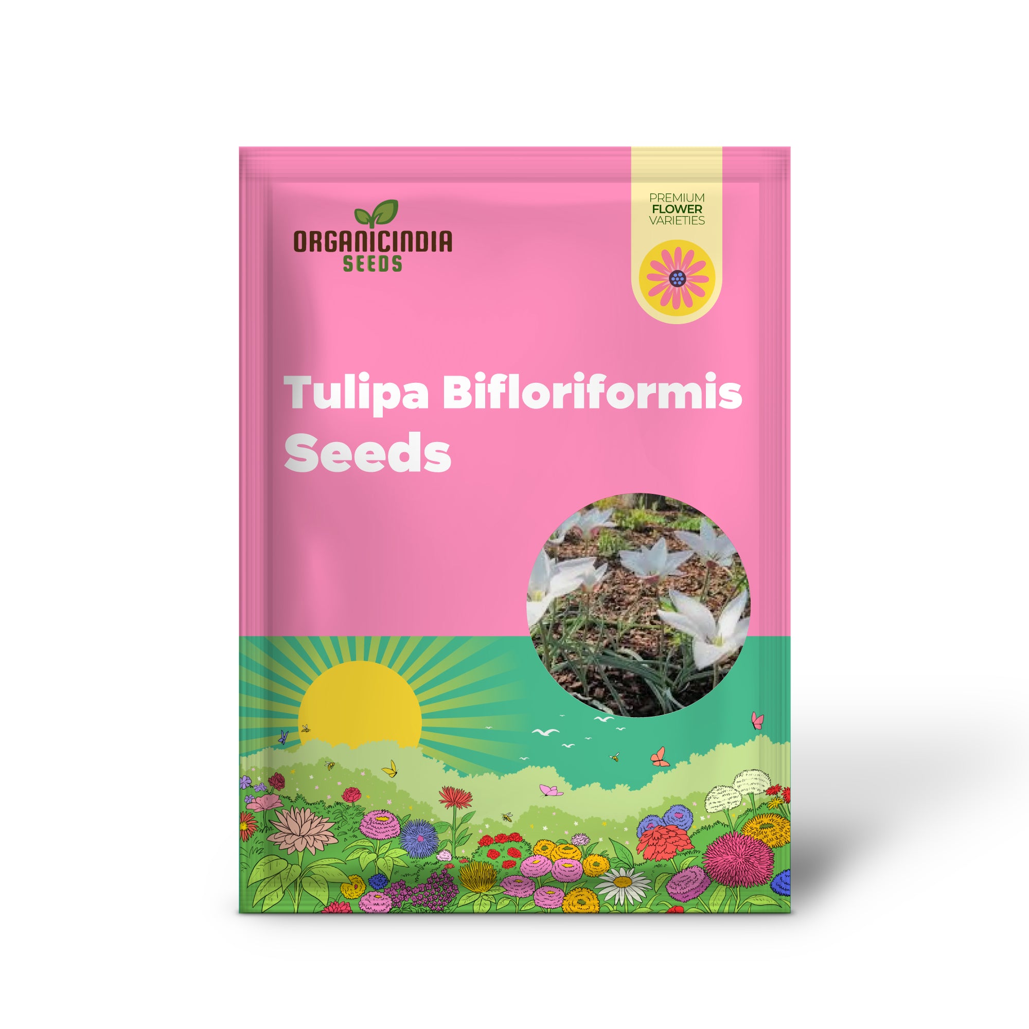 Graines de TULIPA BIFLORIFORMIS à planter - Fleurs de tulipes de jardinage de qualité supérieure pour de belles floraisons printanières - Idéales pour l'aménagement paysager de la maison et du jardin