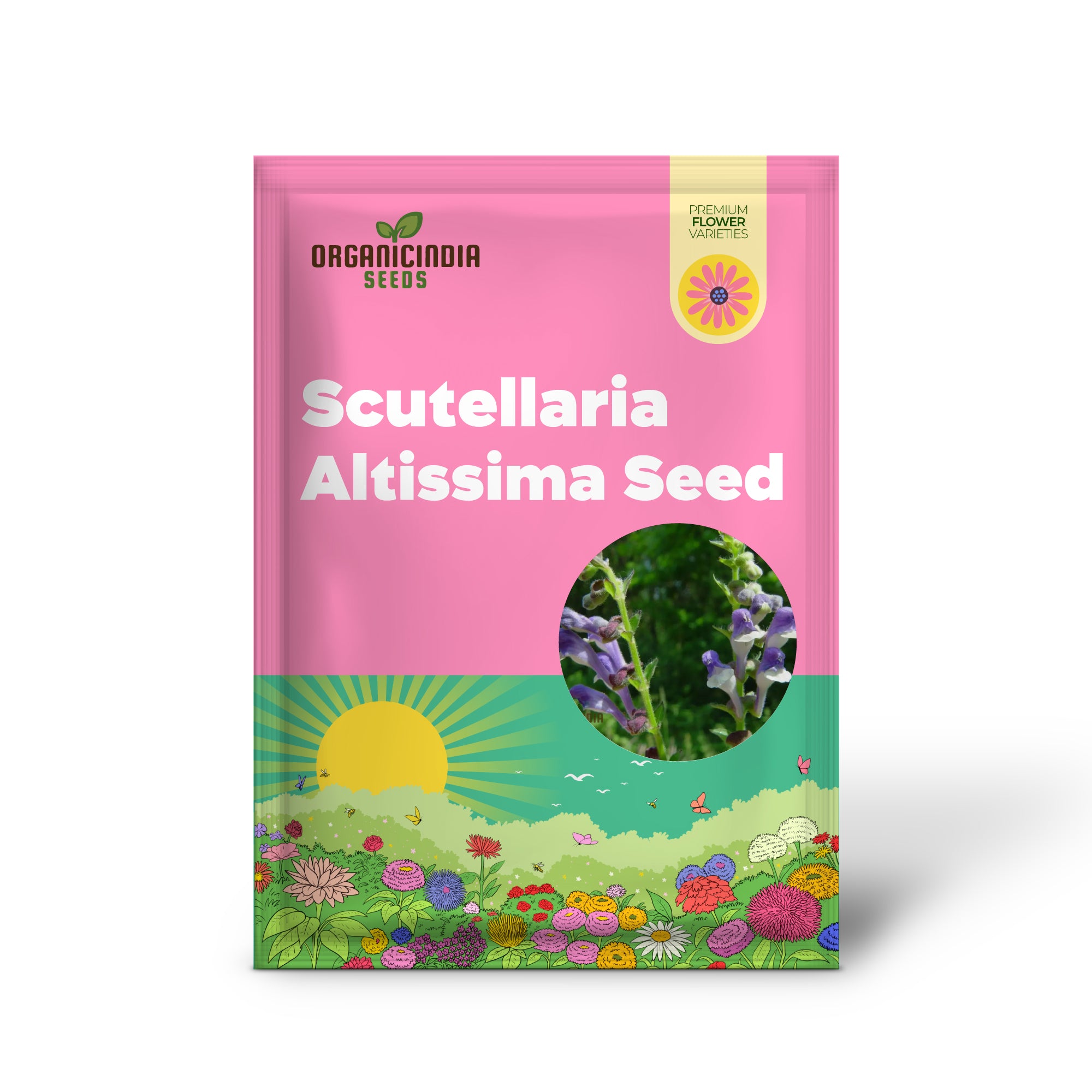 Scutellaria Altissima Seeds - Rare Perennial Herb for Gardening Enthusiasts and Herbalists