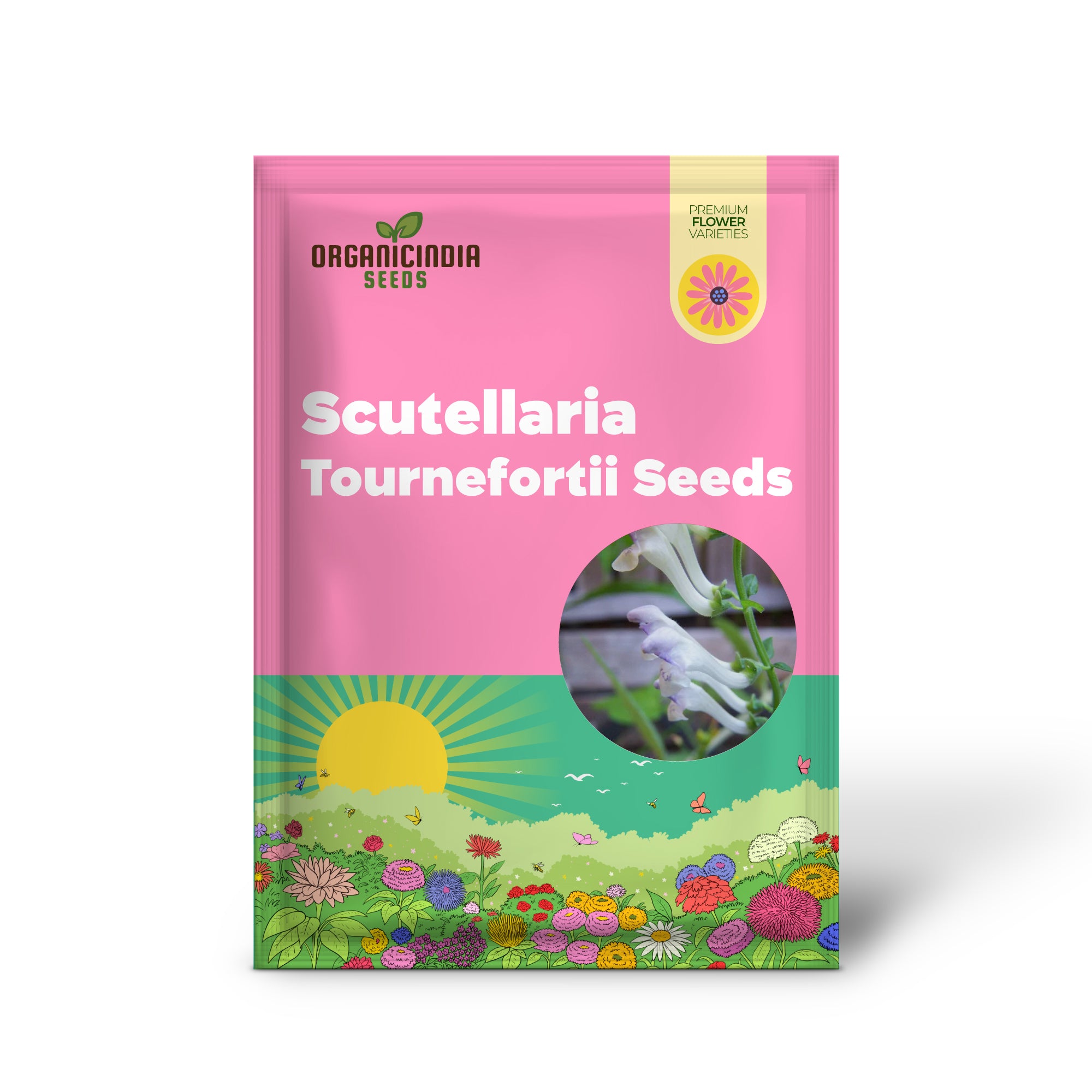 Scutellaria Tournefortii Seeds for Gardening | Premium Quality