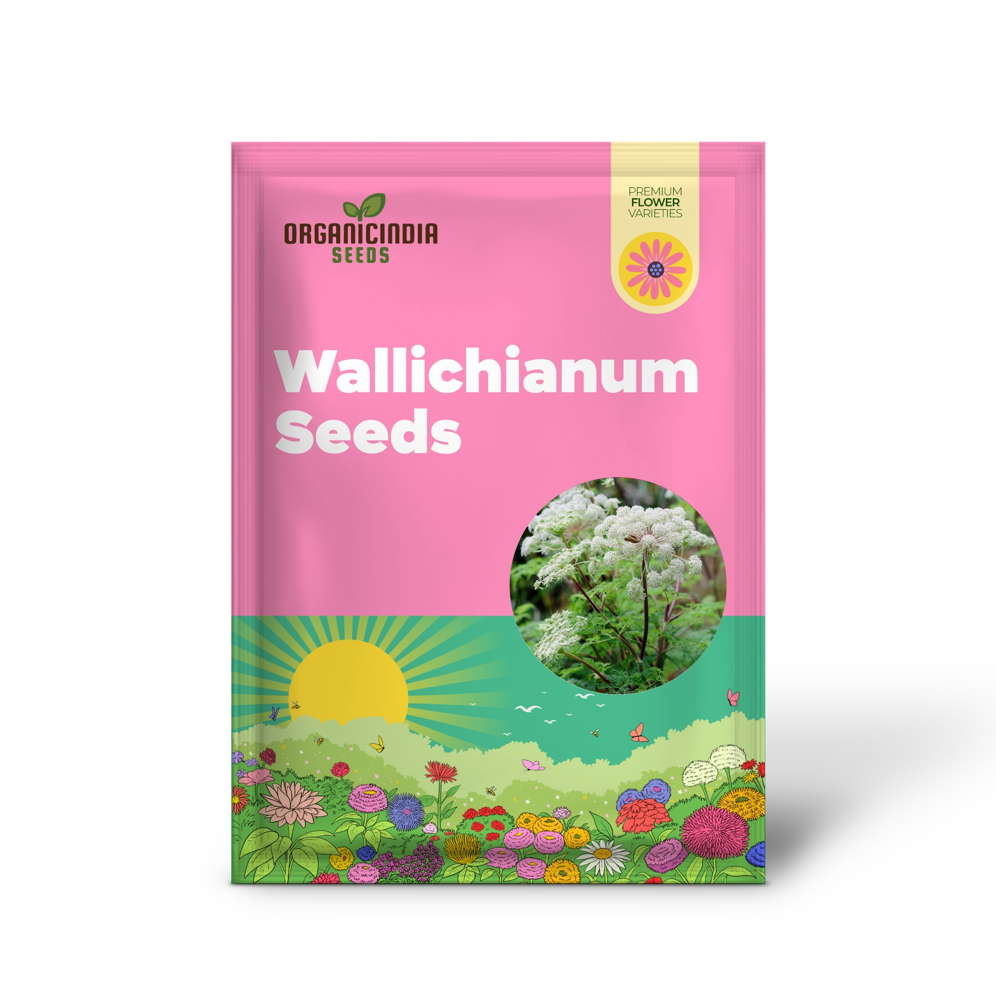 Selinum Wallichianum Seeds - Exquisite Garden Perennial for Borders and Beds | Buy Organic Gardening Seeds Online