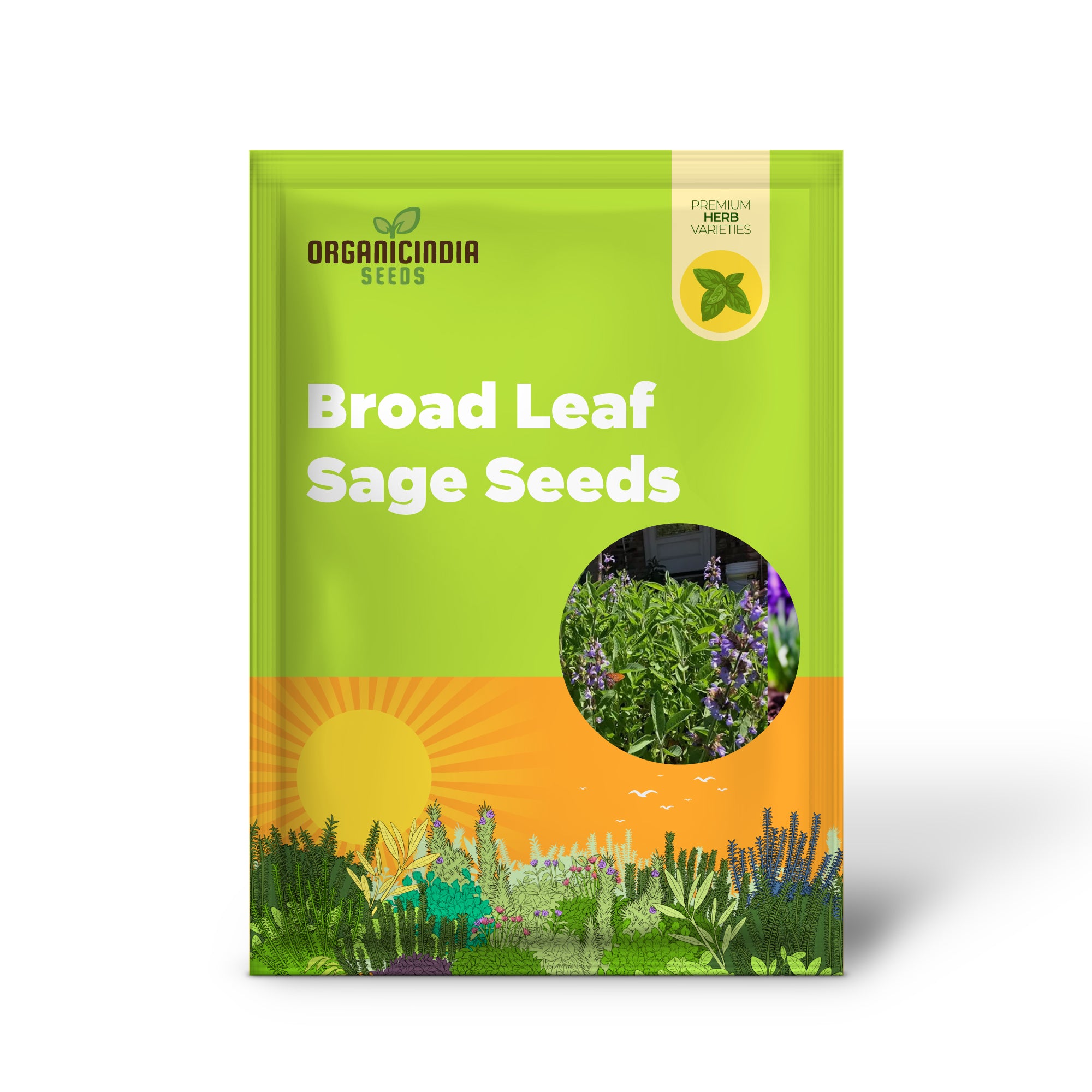 Broad Leaf Sage Seeds for Planting and Gardening - Organic Herb Seeds