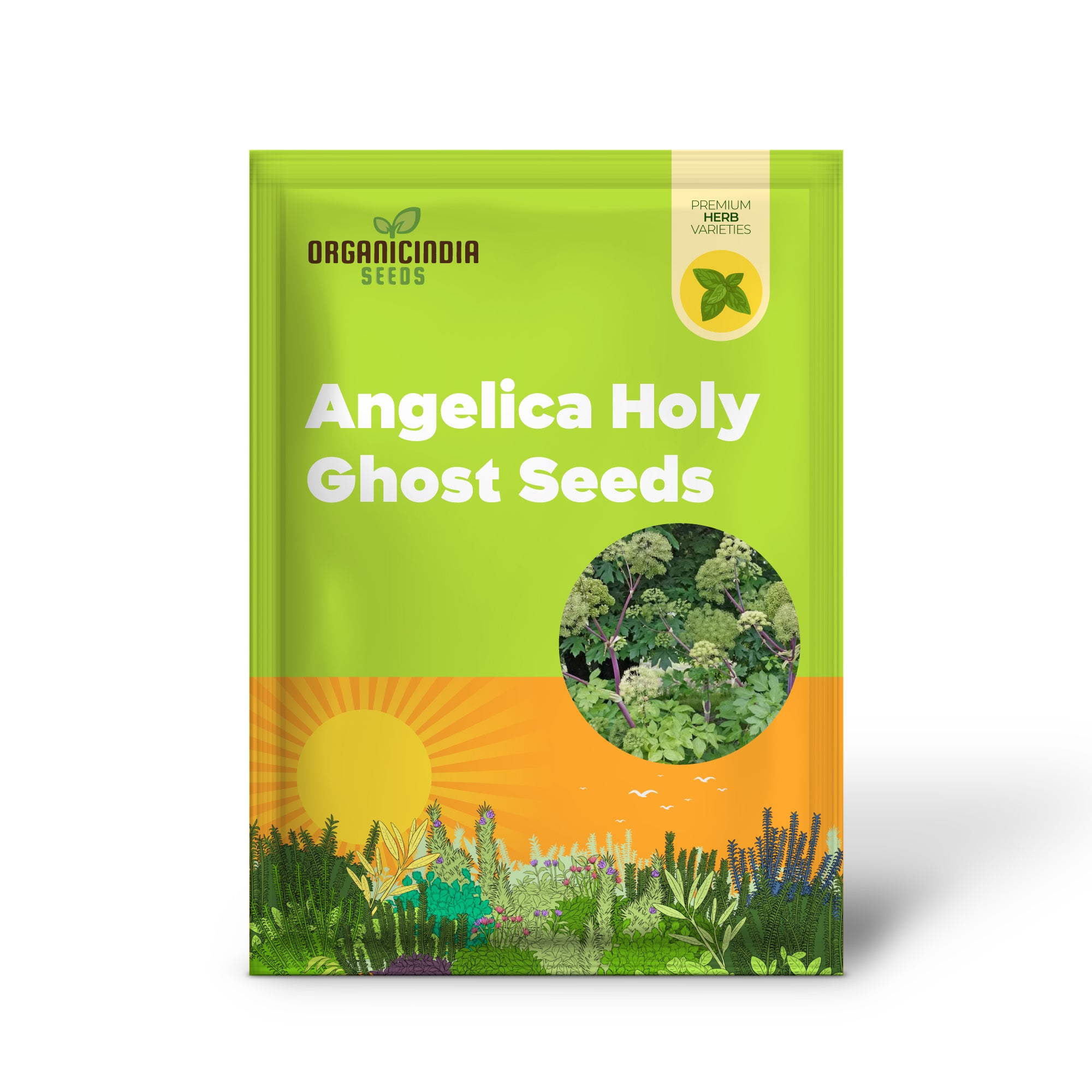 Angelica Holy Ghost Seeds for Planting, Premium Quality Seeds for Gardening, Perfect for a Thriving and Lush Garden