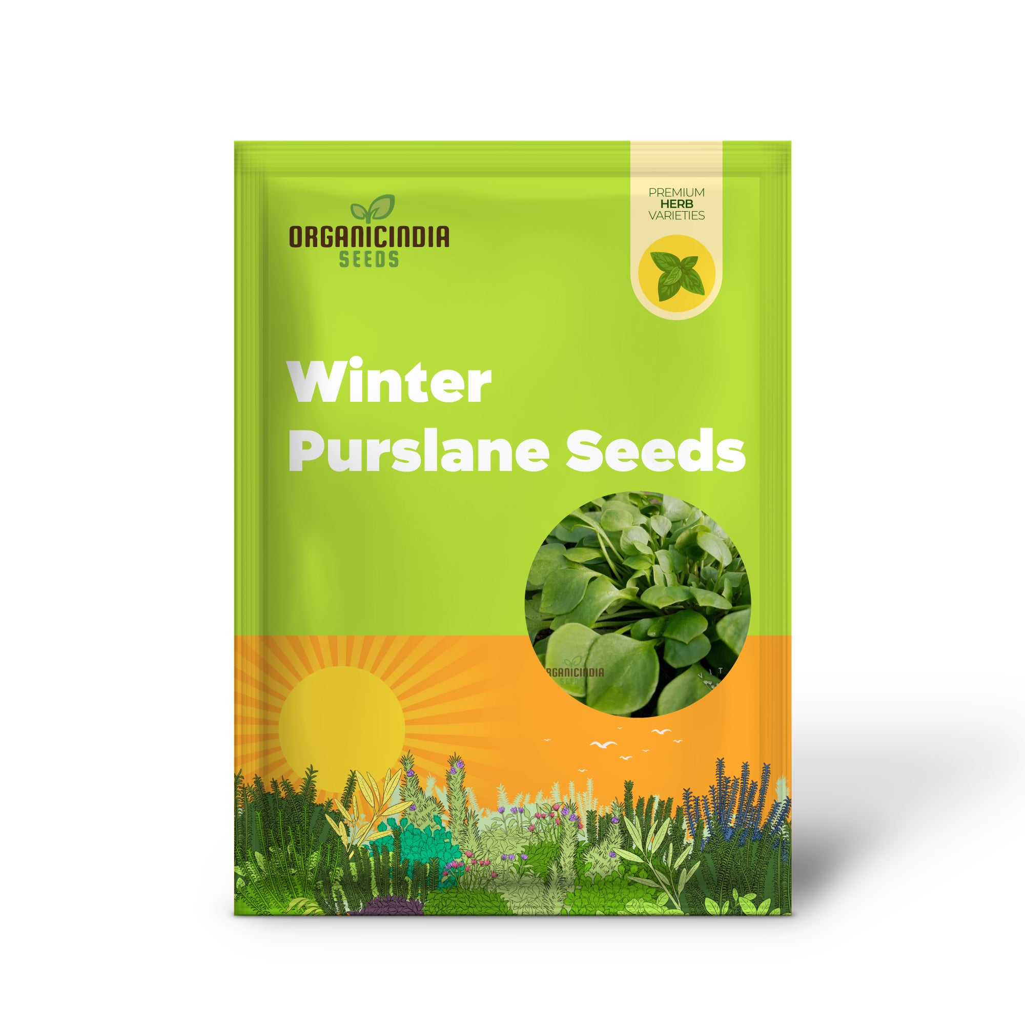 Winter Purslane Seeds for Planting, Nutritious and Hardy Greens for a Thriving Winter Vegetable Garden