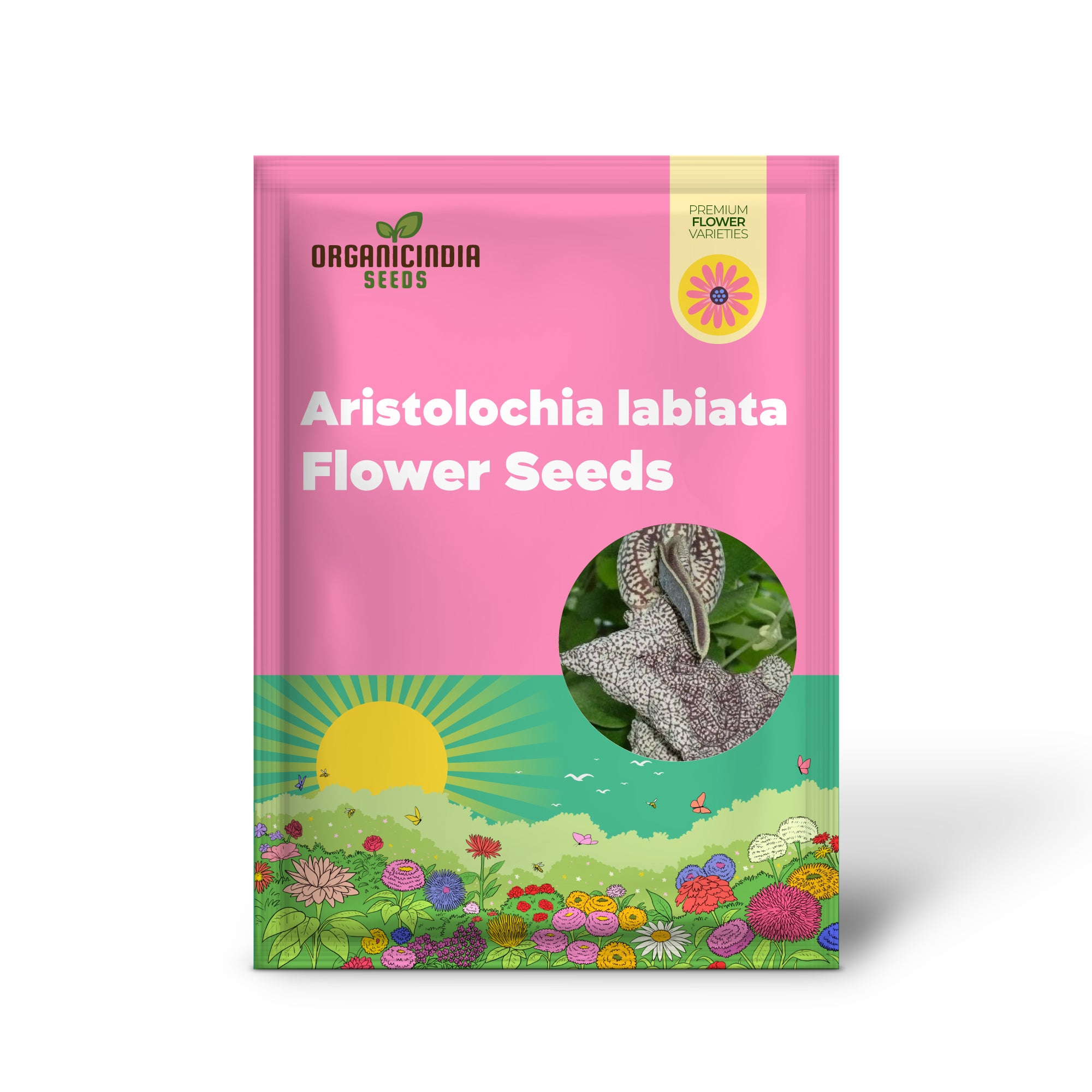 Tropica Dutchman's Pipe Vine (Aristolochia labiata) Flower Seeds, Perfect for Gardening Enthusiasts High-Quality Seeds for a Stunning Garden