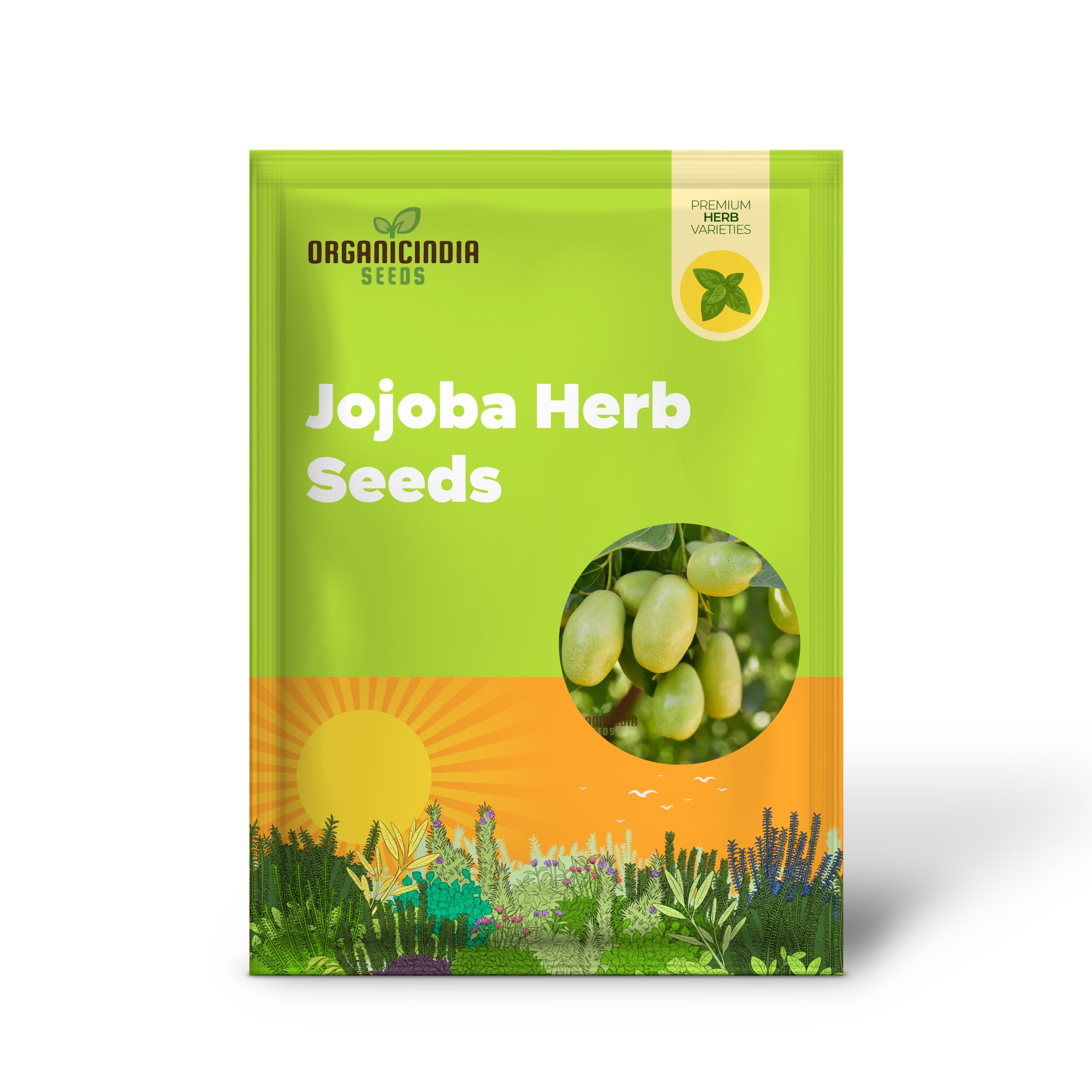 Simmondsia Chinensis (Jojoba) Herb Seeds for planting