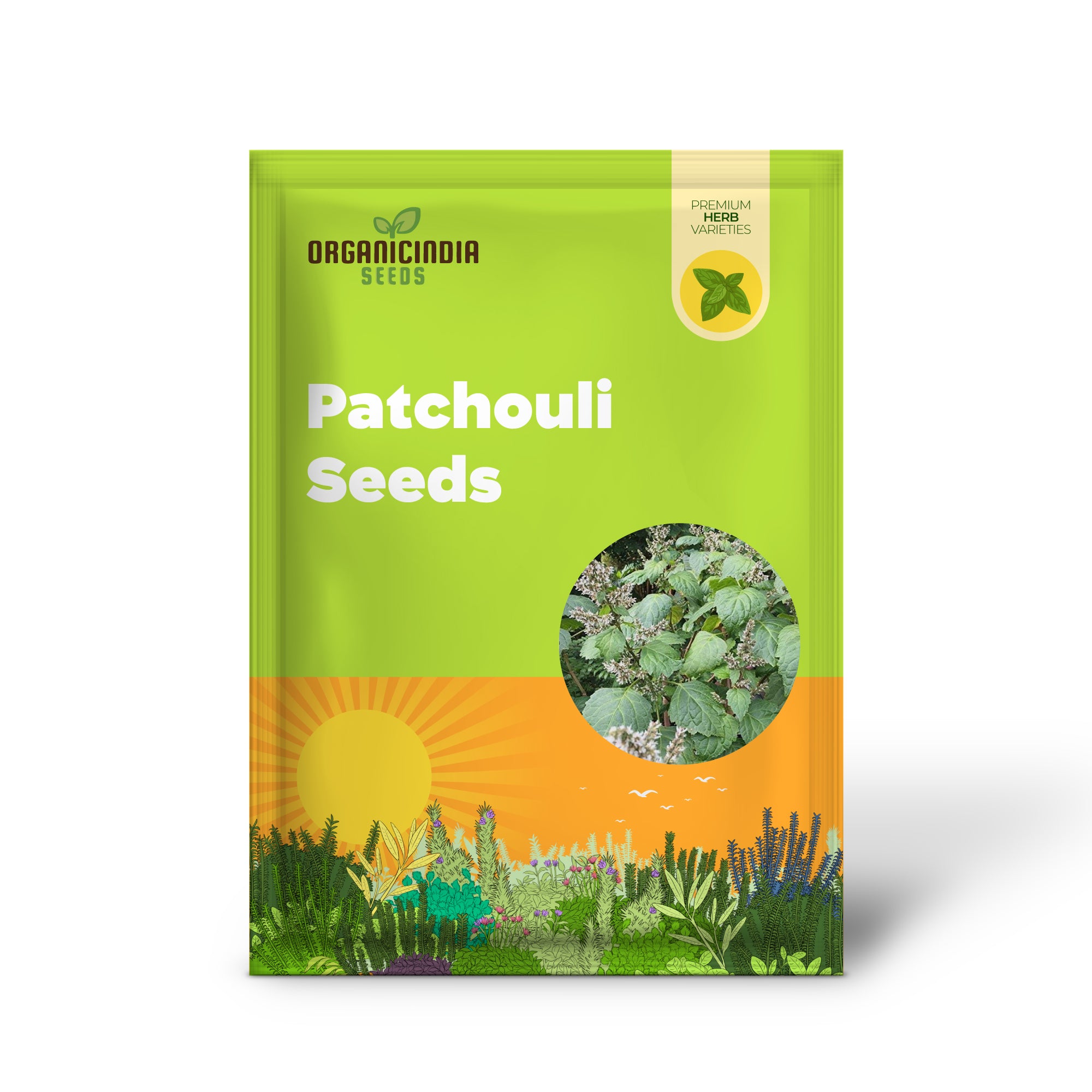 Patchouli Seeds (Pogostemon cablin) for Planting - Aromatic Herb for Gardens