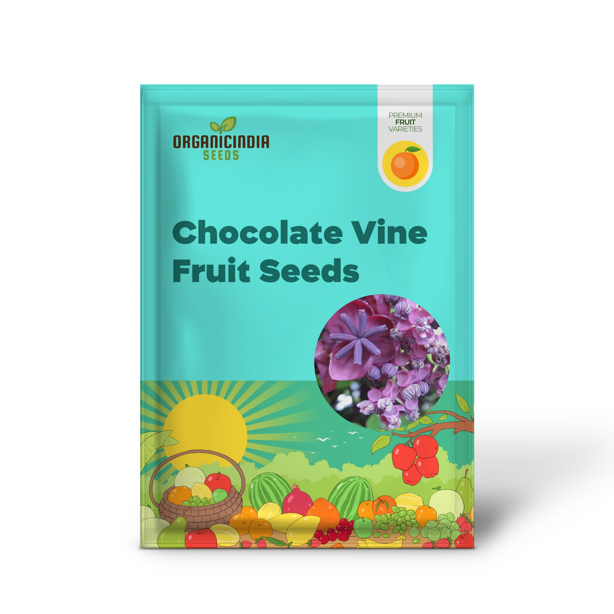 Chocolate Vine Fruit Seeds