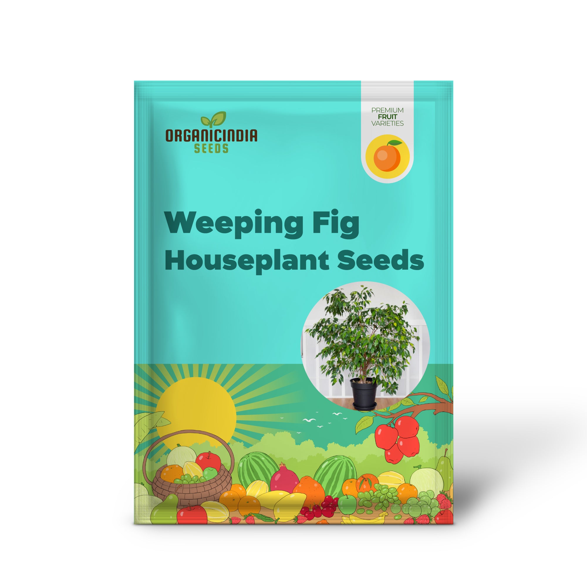 Weeping Fig Houseplant Seeds