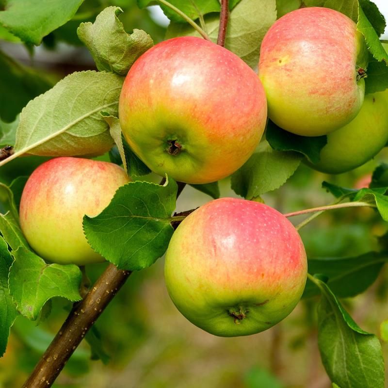 Ein Shemer Apple Seeds for Planting – Sweet, Tart & Heat-Tolerant Apple Trees