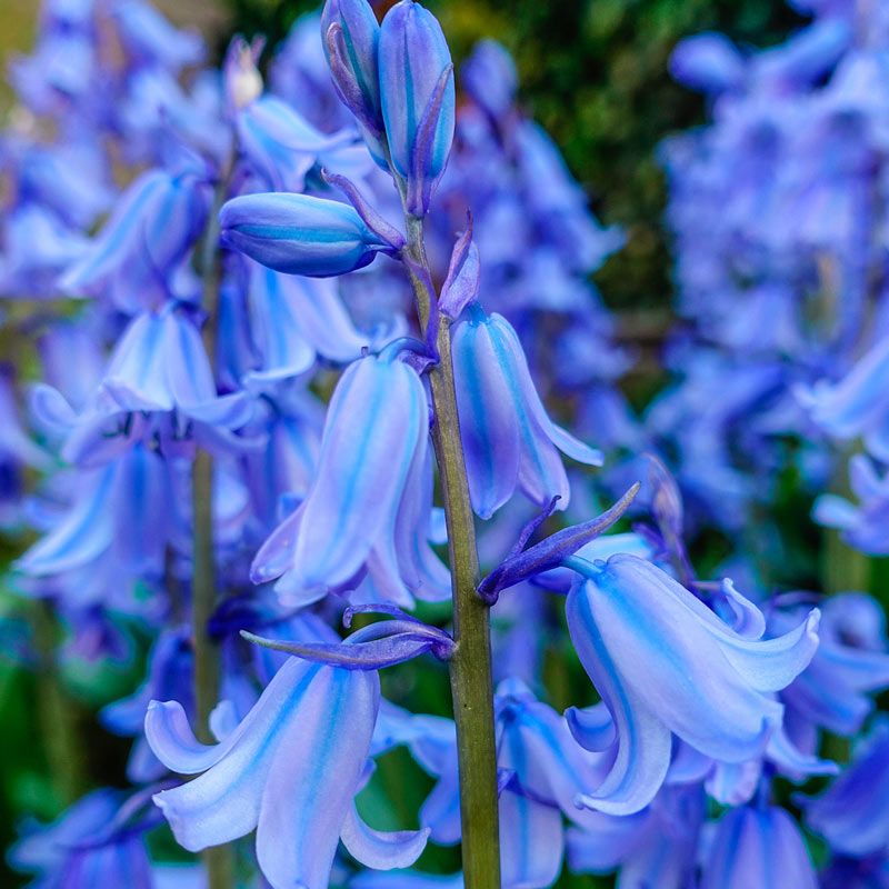 Bluebells Blooms Seeds For Planting, A Gardener's Haven for Exquisite Garden Delights and Botanical Wonders