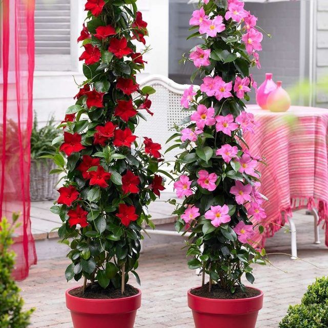 "Mandevilla Sanderi Flower Seeds for Planting | 100 pcs" - Flower seeds