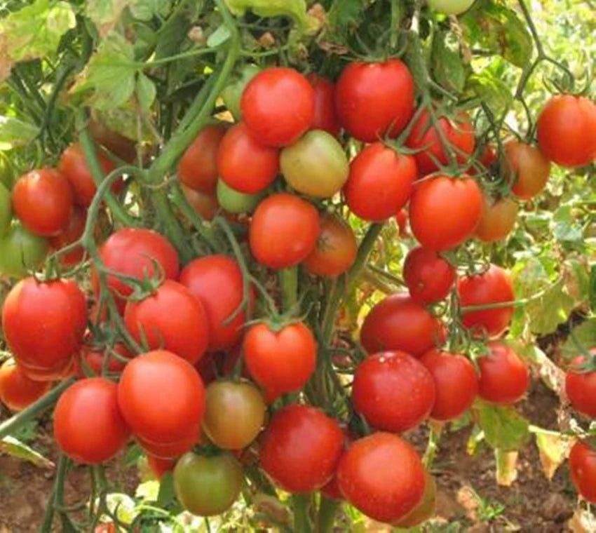 Experience Organic Excellence - Planting Amelia Organic Tomato Seeds for Premium Flavor, Nutrients, and Sustainable Gardening