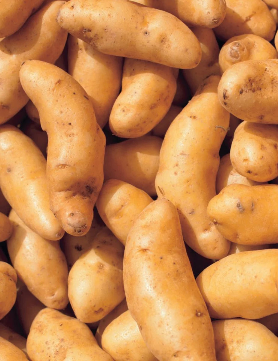 Graines de pommes de terre Anya, variété gastronomique traditionnelle pour le jardinage à domicile, tubercules à haut rendement et riches en nutriments