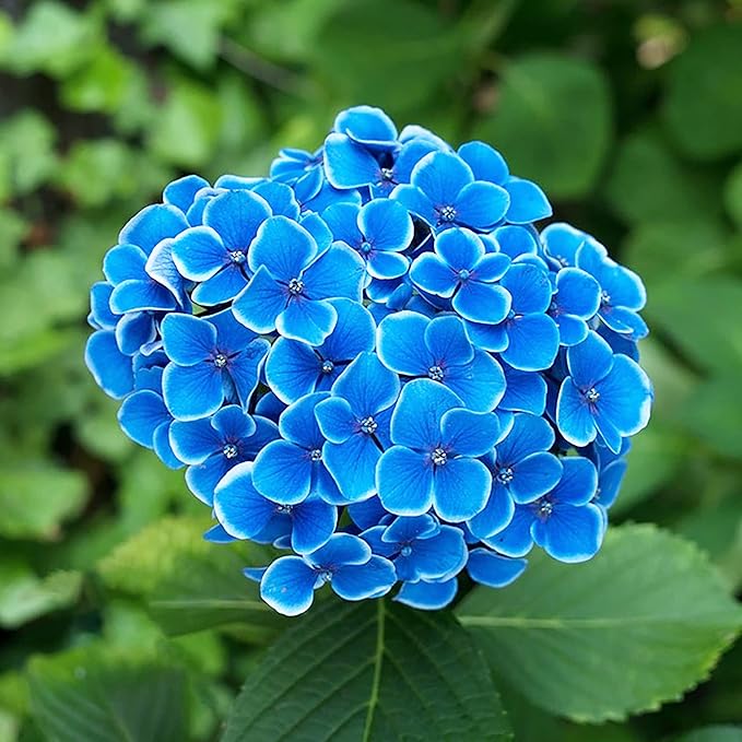 Graines d'Hortensia Bleu - Hydrangea Macrophylla à Grandes Feuilles, Arbuste à Feuilles Caduques Rare et Rustique, Plante de Fleur de Jardin Non OGM