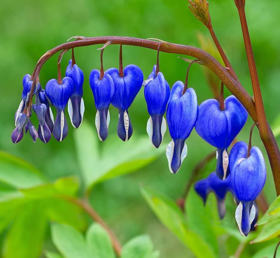 Graines de fleurs de cœur saignant bleu pour jardin d'ombre - 25 pièces