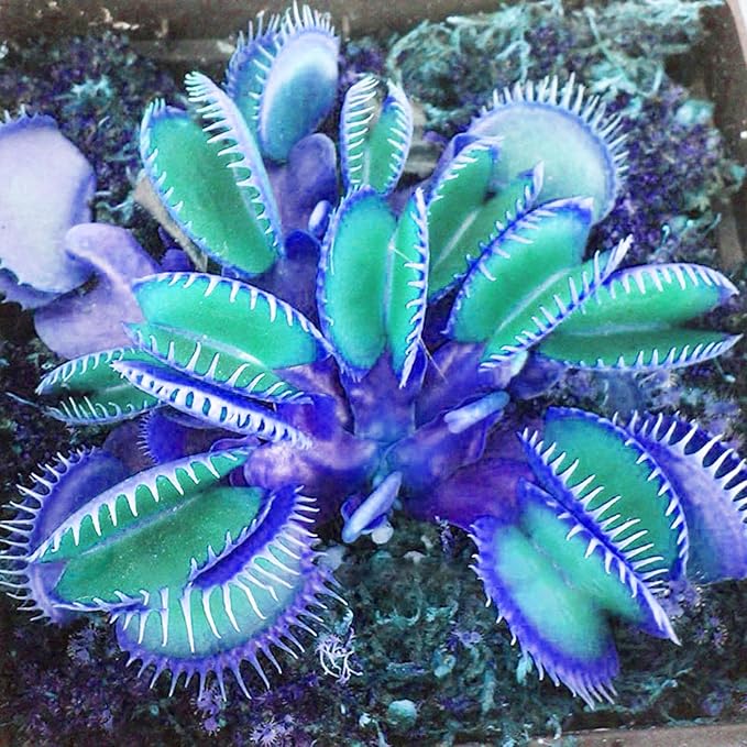 Blaue Venusfliegenfalle Samen - Dionaea Muscipula, hitzebeständig, gentechnikfrei, für den Teich im Topf, 20 Stück