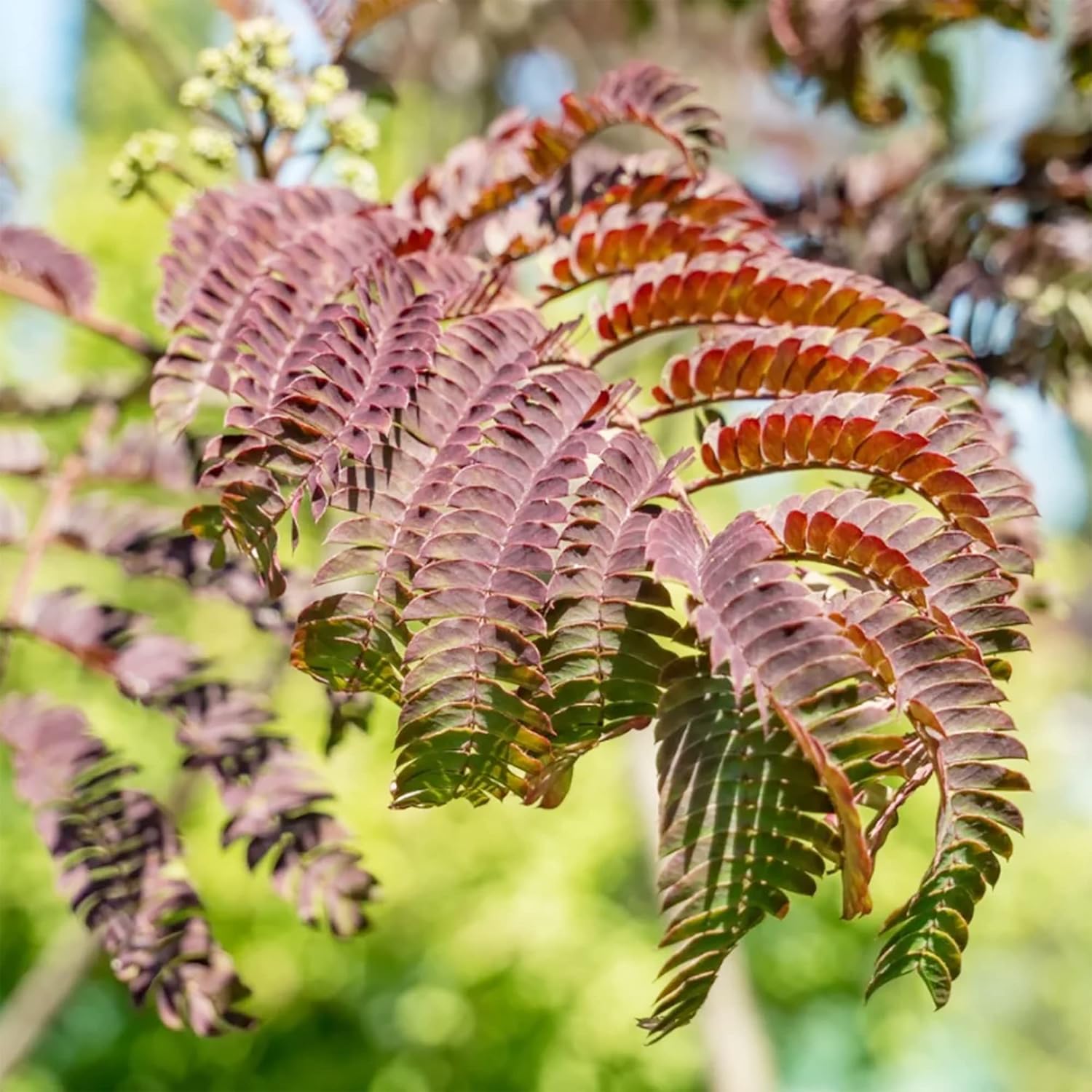 Chocolate Mimosa Seeds - Unique Foliage, Fragrant Flowers, Heat & Drought-Tolerant, Low-Maintenance Ornamental Value for Gardens - 50Pcs