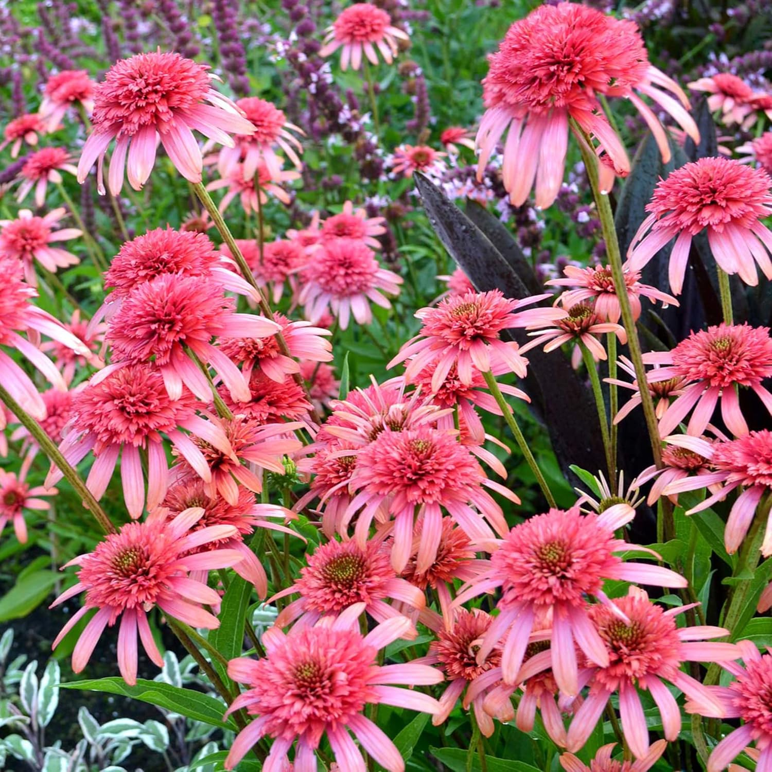 Echinacea „Secret Passion“-Samen | Mehrjährige, dekorative Blumensamen | Duftende Blüten, die Schmetterlinge und Bienen anlocken | Ideal für Gartenbeete und -rabatten | Bepflanzung im Freien | 5 Stück