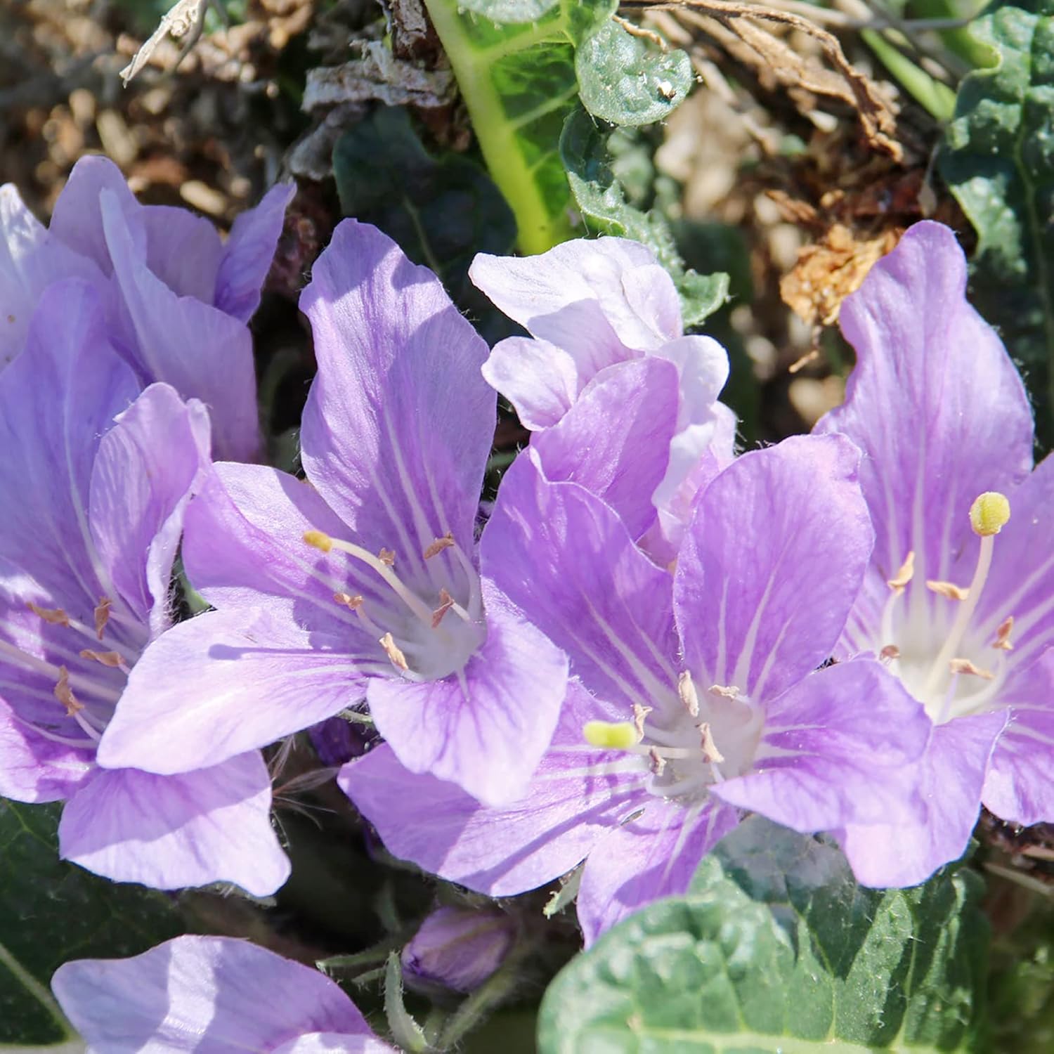 Graines de mandragore - Mandragora Officinarum Herbe vivace pour fruits et baies, idéale pour les cours et les jardins extérieurs, sans OGM - 20 pièces