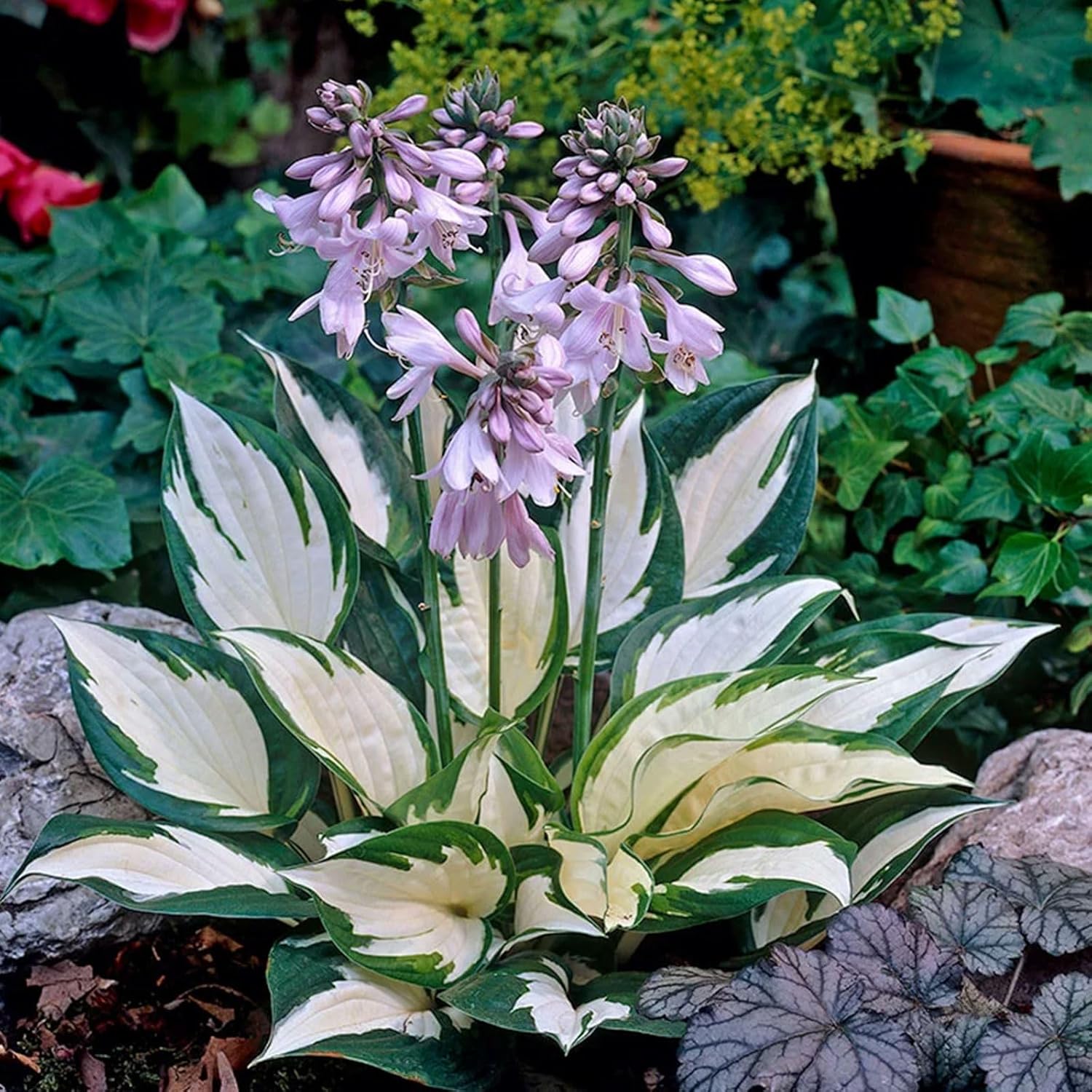 Fire and Ice Hosta Seeds – Vibrant Contrast for Stunning Garden Displays