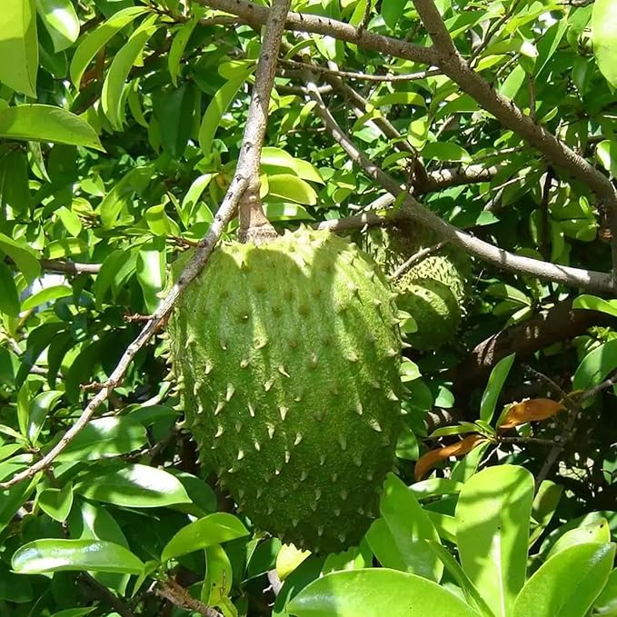 Giant Soursop Seeds Annona Muricata Tropical Fruit Tree, Sweet And Tangy Flavor