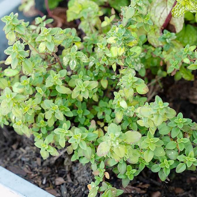 Lemon Thyme Seeds (Thymus Citriodorus) - Fragrant, Evergreen, Deer & Rabbit Resistant, Drought Tolerant, Culinary & Ornamental Ground Cover for Patio, Container, Indoor & Outdoor - 1000 Pcs