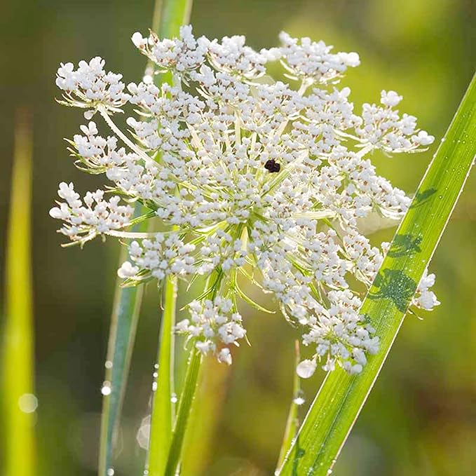 Queen Anne's Lace Seeds - Daucus Carota, Biennial, Pollinator-Friendly, Delicate Beauty with Unique Growth Pattern - 100 Pcs