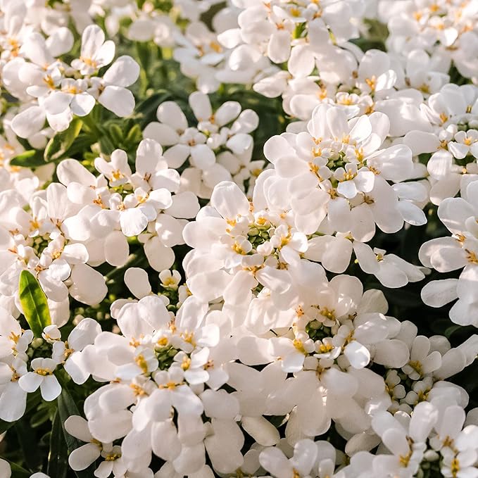 Candytuft Seeds – Iberis Sempervirens, Low-Growing Evergreen Perennial, Fragrant Ground Cover for Borders – 20Pcs Flower Seeds