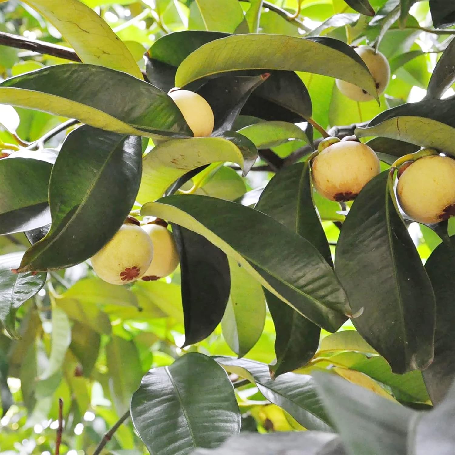 Graines de mangoustan – Fruit tropical sucré à feuilles persistantes, sans OGM pour le jardin 