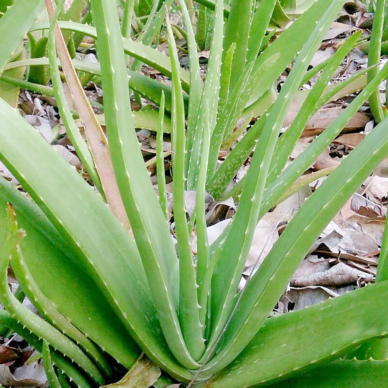 Aloe Vera Seeds - Perennial, Deer Resistant, Low Maintenance, Attracts Pollinators, Ground Covers & Decorative Containers - 100Pcs