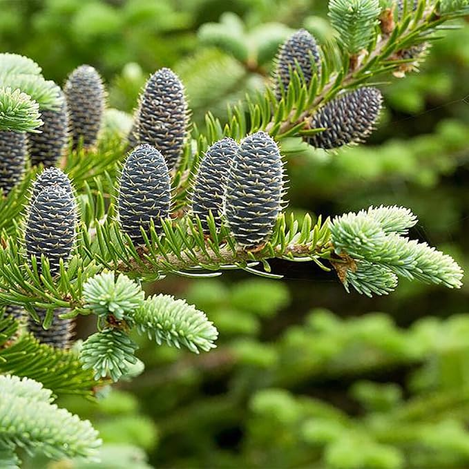 Graines de Sapin Baumier - Abies Balsamea, Conifère à Feuilles Persistantes avec Feuillage Aromatique et Forme Attrayante, Peu d'Entretien pour Jardins et Parcs - 30 Pcs