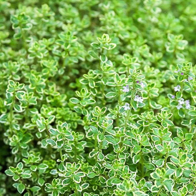 Lemon Thyme Seeds (Thymus Citriodorus) - Fragrant, Evergreen, Deer & Rabbit Resistant, Drought Tolerant, Culinary & Ornamental Ground Cover for Patio, Container, Indoor & Outdoor - 1000 Pcs