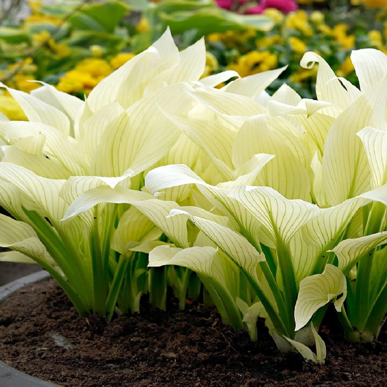 CHUXAY GARDEN 'White Feather' Hosta Plantaginea - Fragrant August Lily Seeds, Drought-Tolerant & Easy Care White Angel Plant for Beautiful Garden Blooms