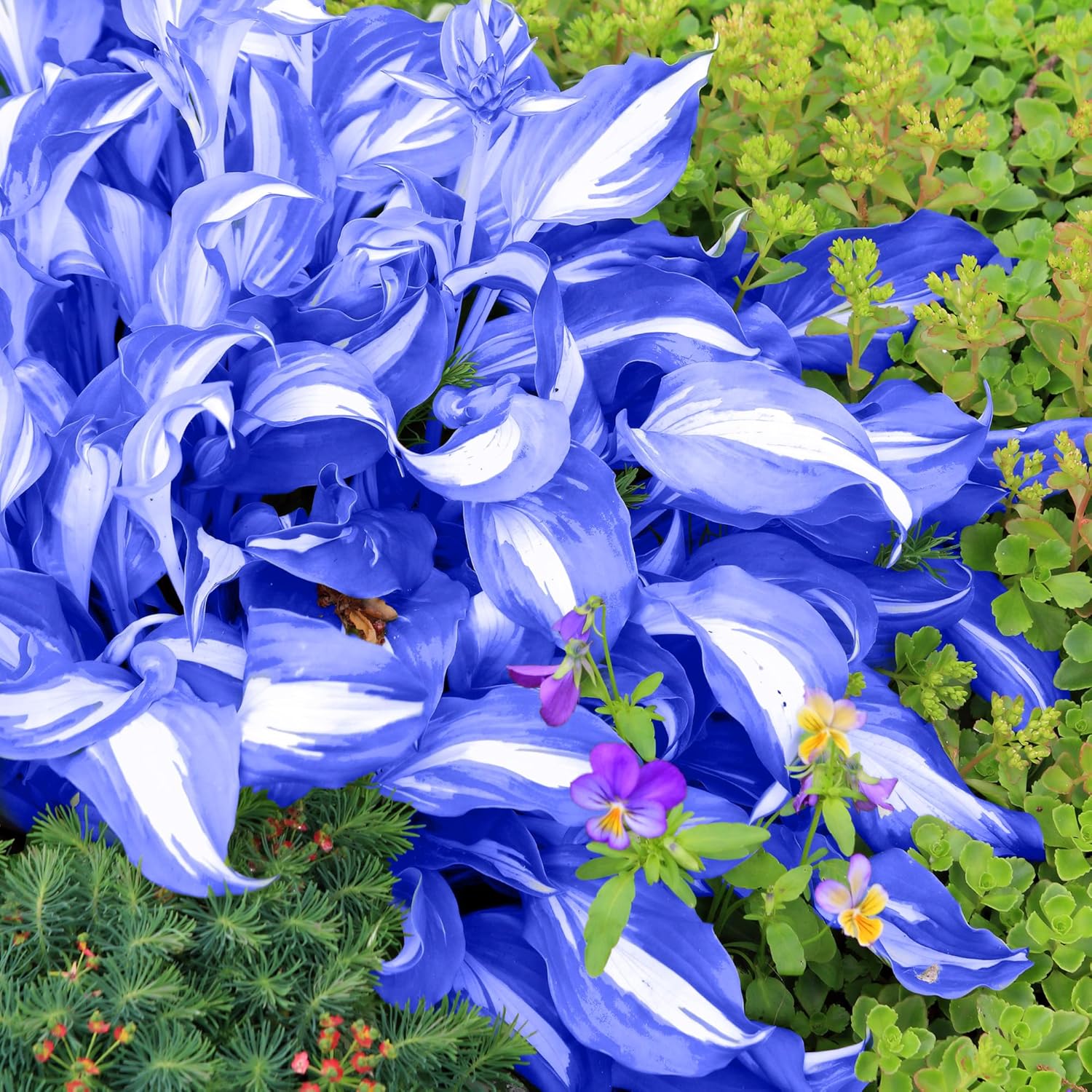 Perennial Blue Hosta Seeds – Premium Hosta Seeds for Outdoor Garden Planting