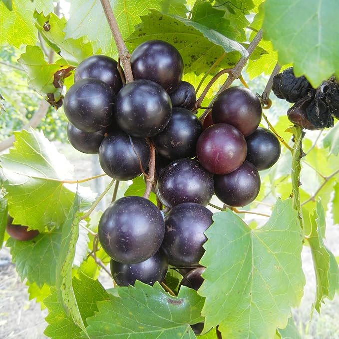 Muscadine Grape Seeds - Climbing Vine Perennial, Fast Growing, Sweet & Tasty, Rich in Vitamins for Arbors, Pergolas, Trellises | 20Pcs Fruit Seeds