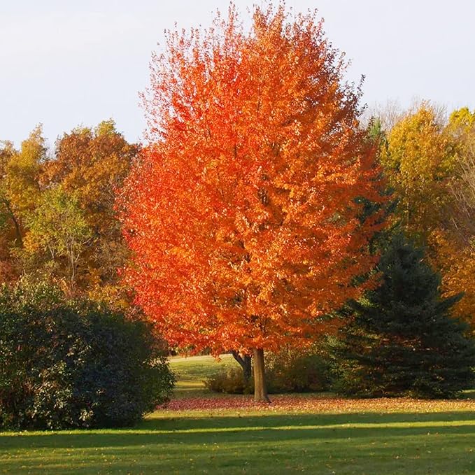 Autumn Blaze Maple Tree Seeds - Freeman Maple, Fast-Growing, Drought-Tolerant, Low Maintenance for Patio & Borders - 60 Pcs