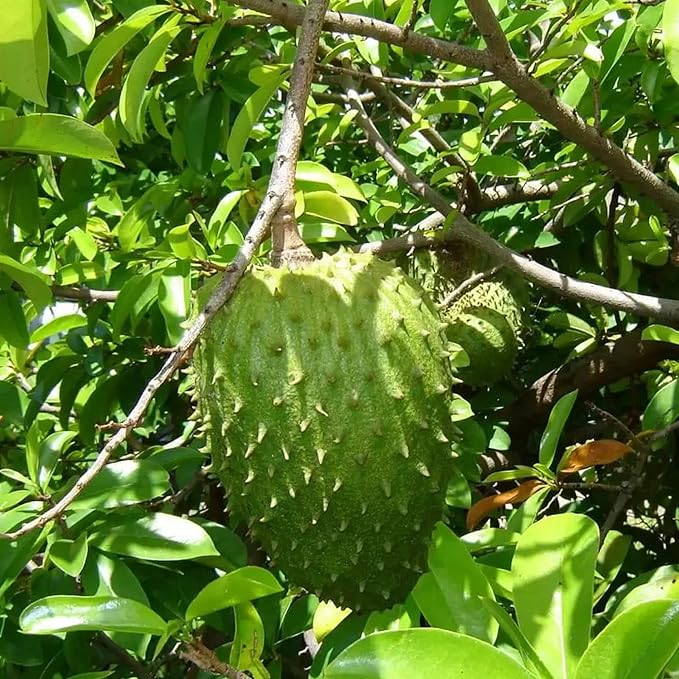 Giant Soursop Seeds Annona Tropical Fruit with Sweet & Tangy Flavor for Culinary & Health Benefits - 35 Pieces