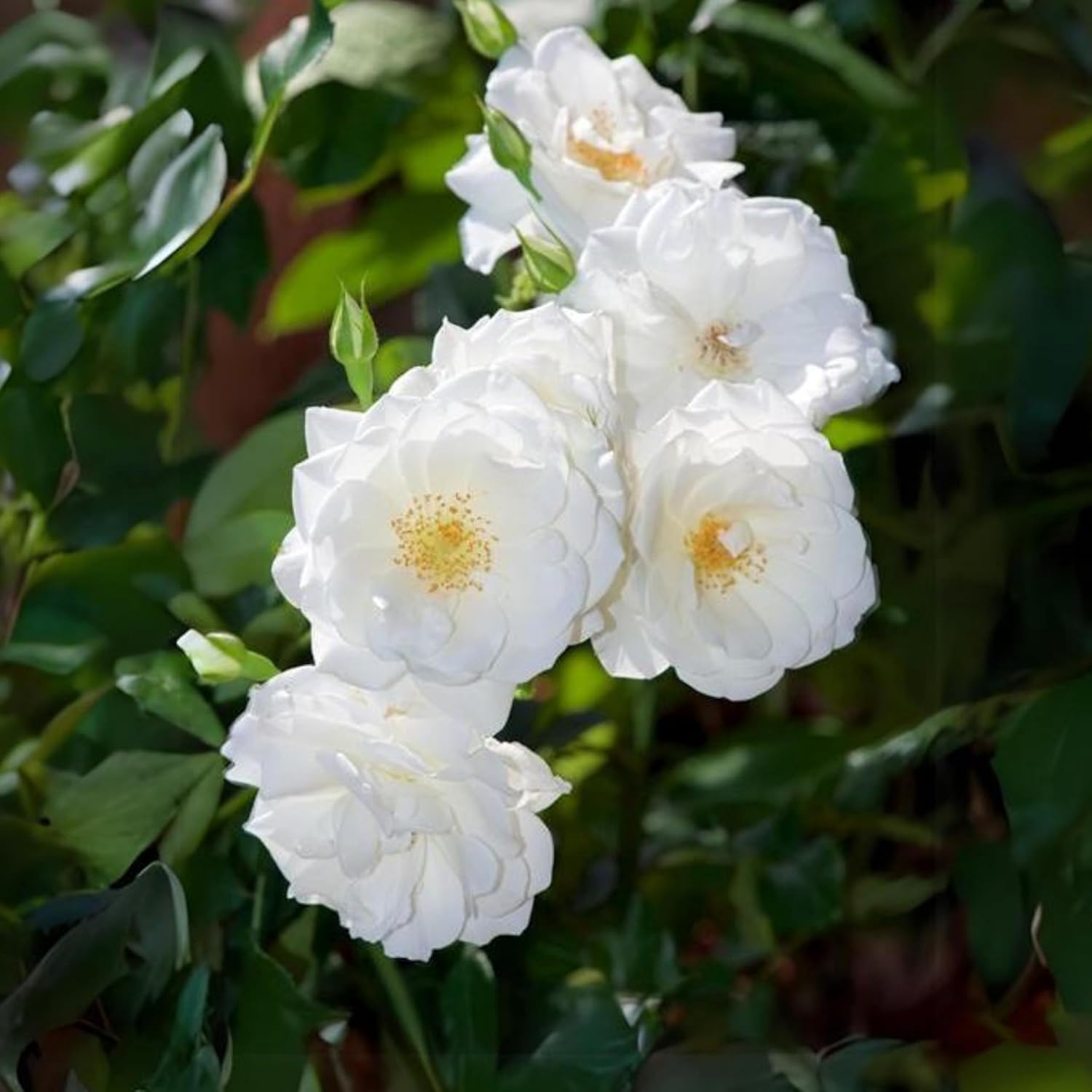 Rosa Multiflora Flower Seeds For Planting, Learn How to Plant and Grow Beautiful Clusters of White Roses