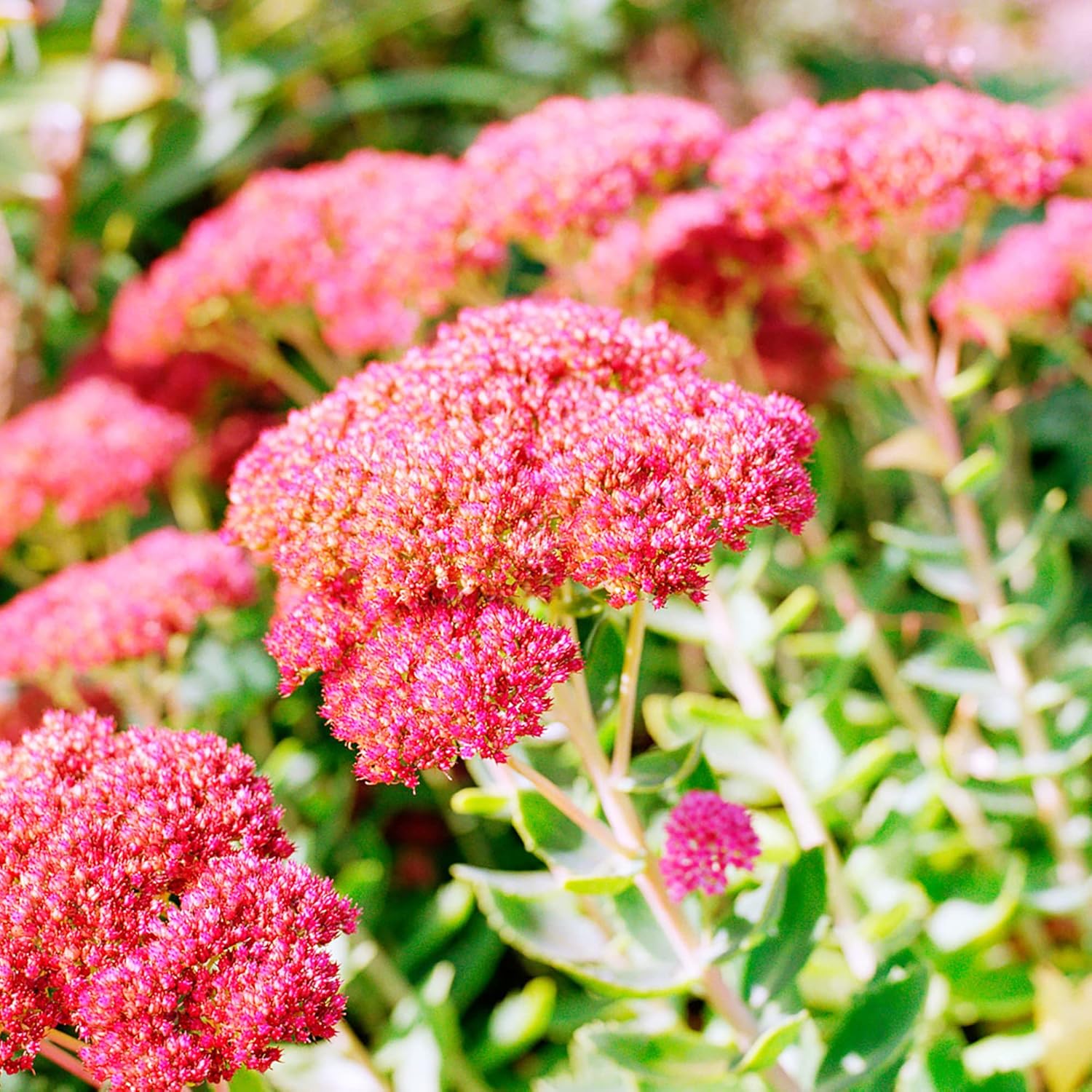 Sedum Seeds Showy Stonecrop Perennial Border Stonecrop Deer & Rabbit Resistant Drought Tolerant Attracts Pollinators 50Pcs