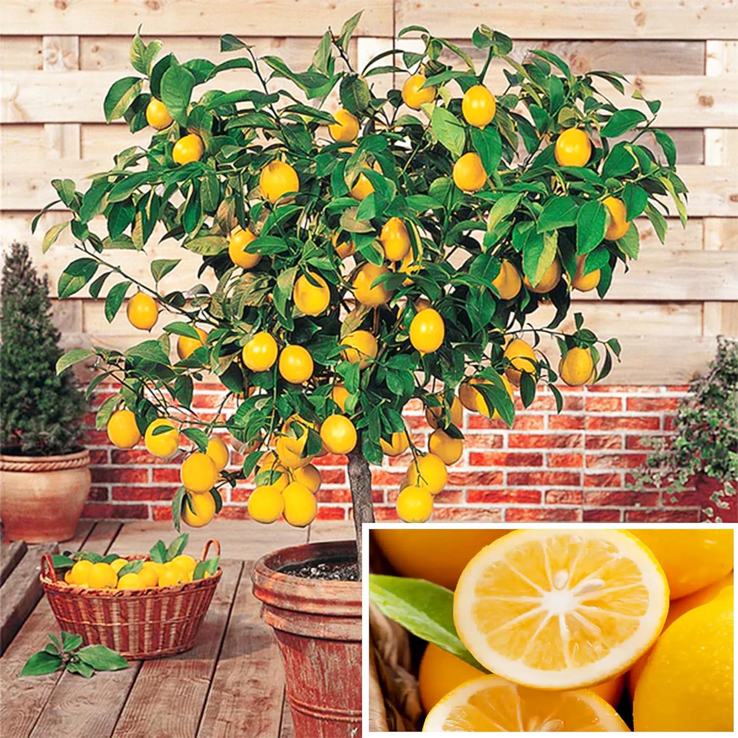 Dwarf Lemon Tree Seeds for Planting, Non-GMO Heirloom, Evergreen, High Yield, Perfect for Home, Potted, Patio, Balcony-20 pcs