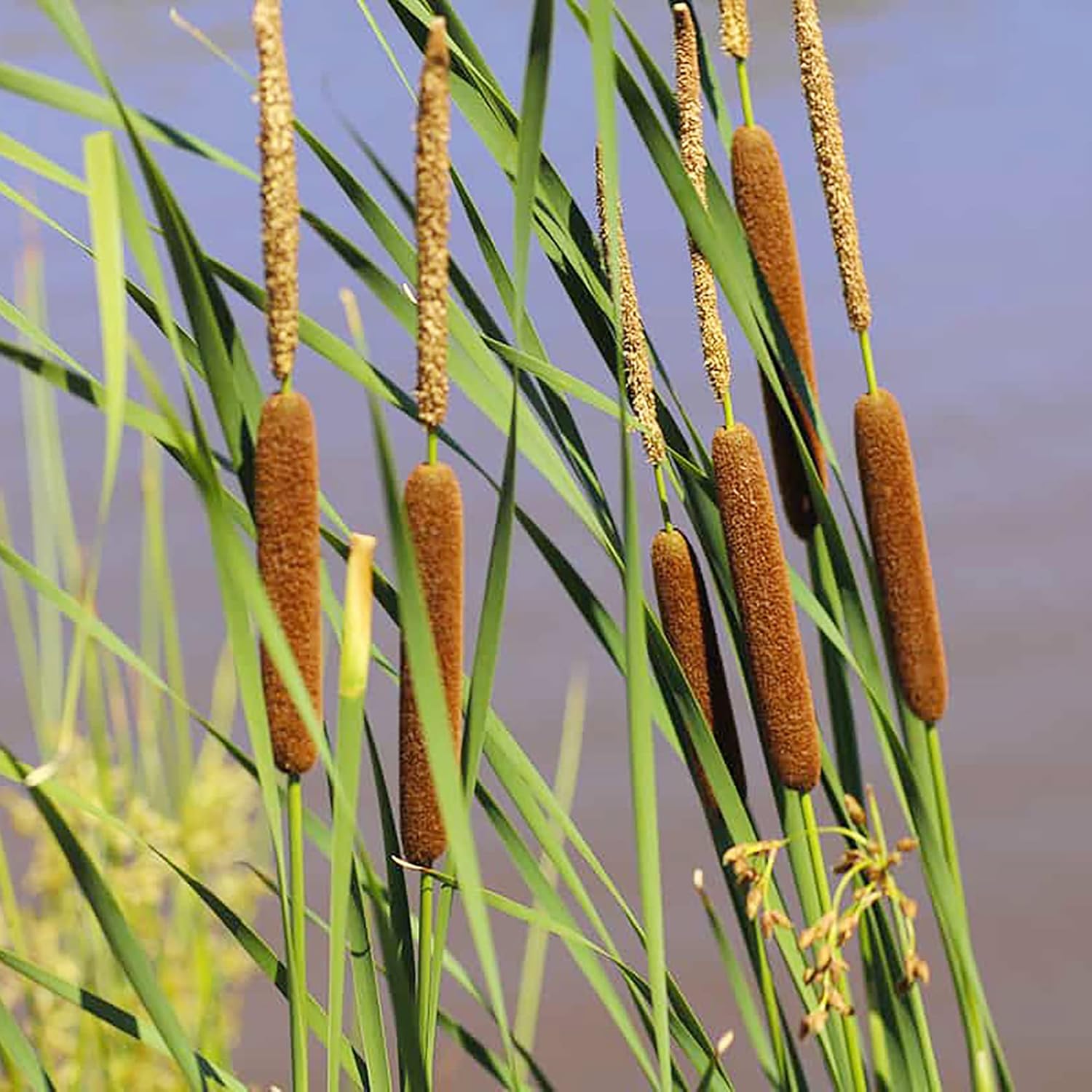 Graines de quenouille (Typha Latifolia) Quenouille à feuilles larges Plante vivace à croissance rapide pour étangs