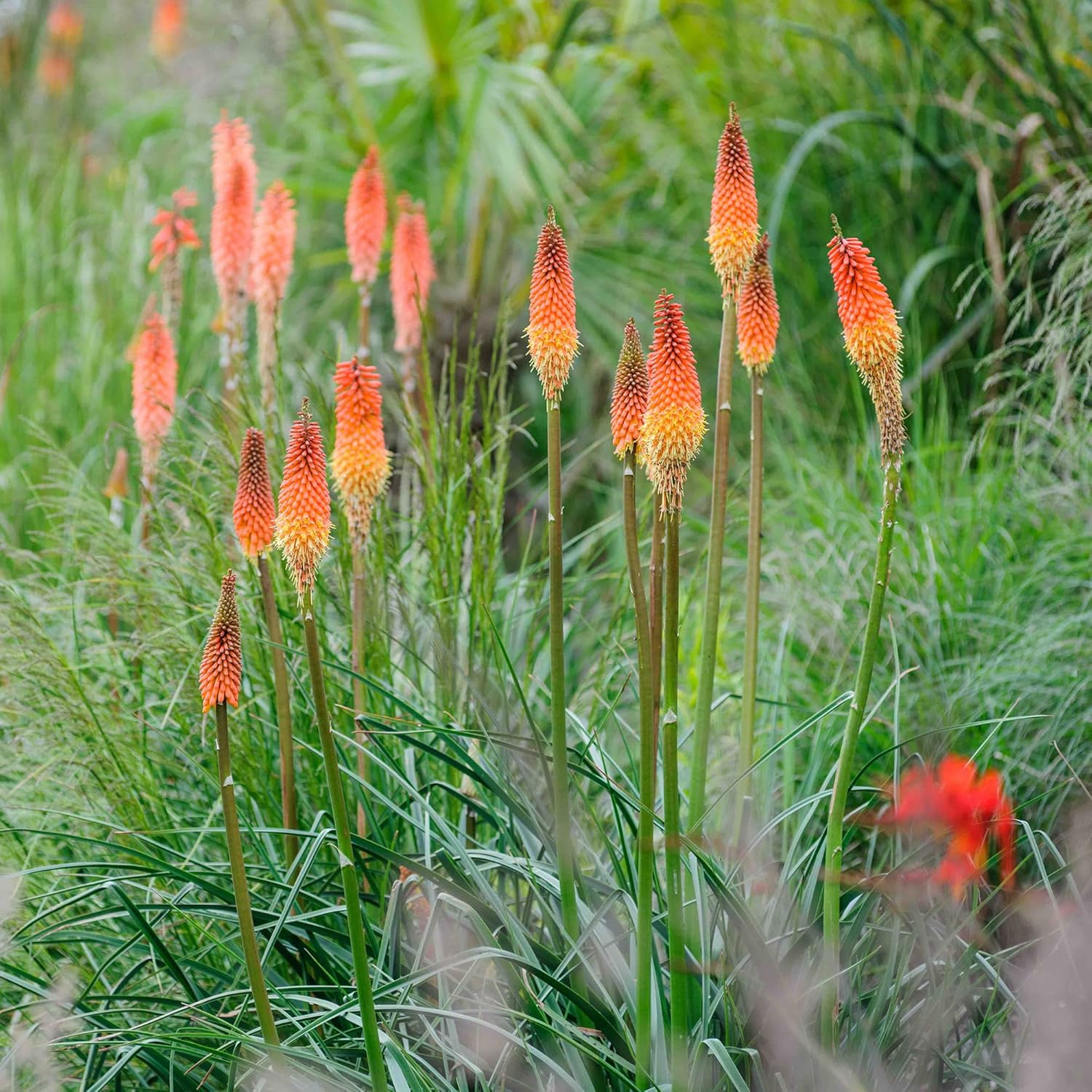 Red Hot Poker Seeds Torch Lily, Kniphofia Perennial Attracts Hummingbirds & Butterflies Patio Container Bed Outdoor 30Pcs Flower Seeds