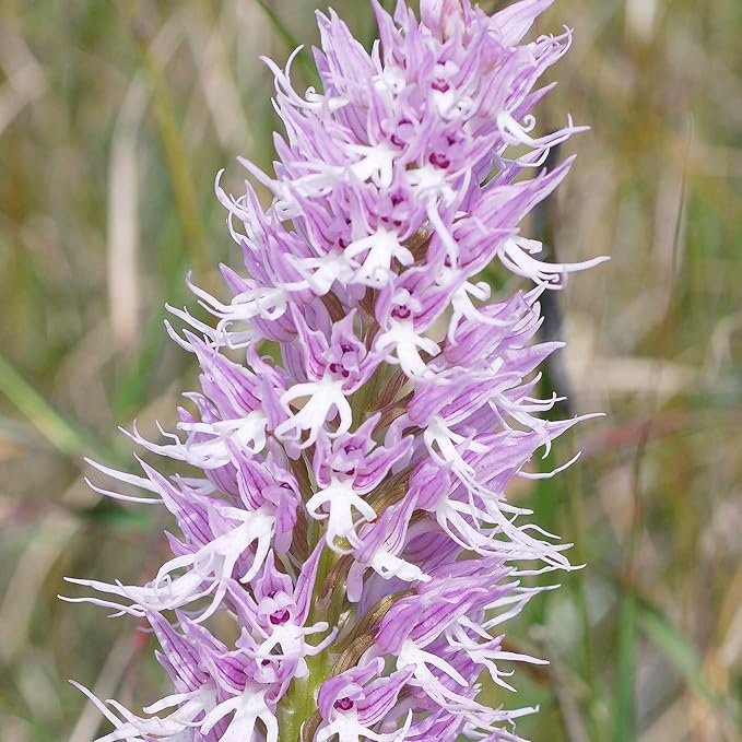 Purple Pyramid Monkey Orchid Flower Seeds for Gardening Planting