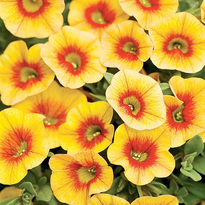 Calibrachoa Flower Seeds for Planting - Million Bells Herbaceous Perennial, Attracts Butterflies