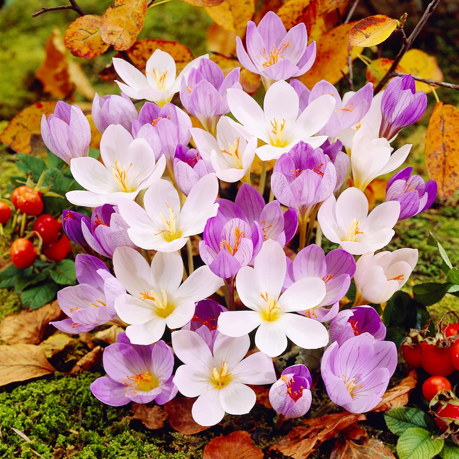 Herbst-Krokus-Samen Colchicum Autumnale, becherförmige Blüten, minimaler Wartungsaufwand, für mehrjährige Beete und Steingärten, 100 Stück