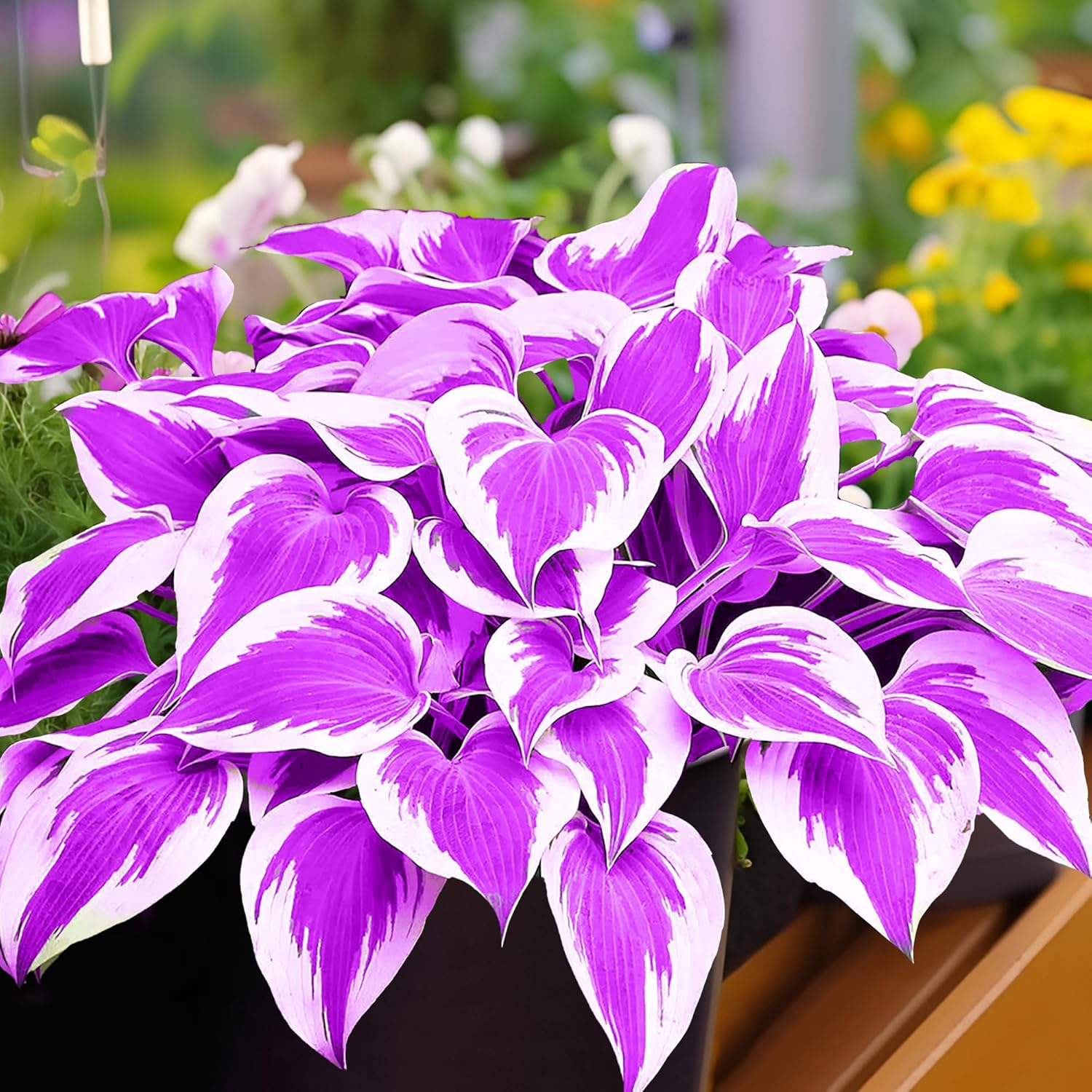 Purple Hosta Seeds - Perennial Hosta Plants for Outdoor Gardens - Low Maintenance & Easy to Grow