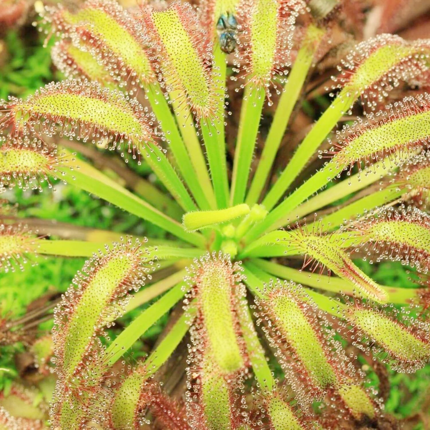 Sundew Seeds Drosera Carnivorous Plants, Unique Insect-Capturing Method, Ornamental Indoor & Outdoor Plants - 30Pcs